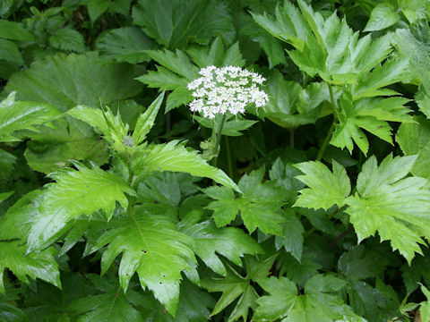 Heracleum dulce