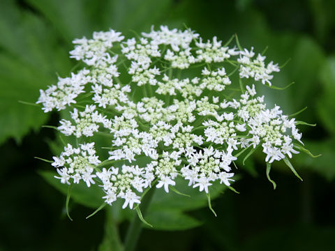 Heracleum dulce