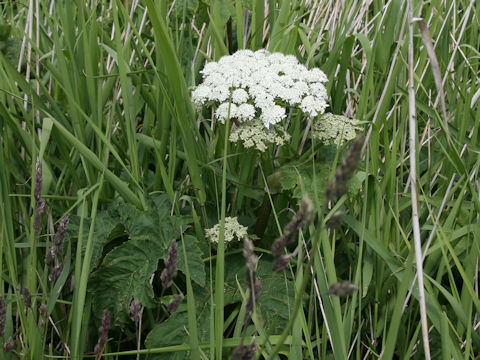 Heracleum dulce