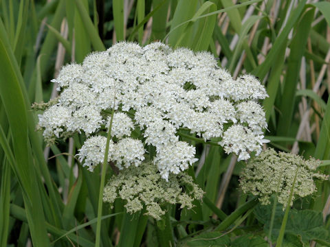 Heracleum dulce