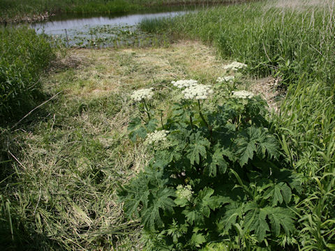 Heracleum dulce