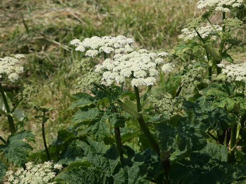 Heracleum dulce