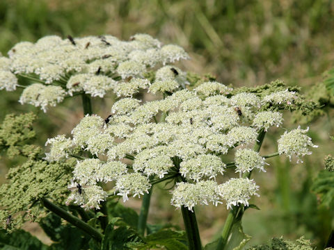 Heracleum dulce