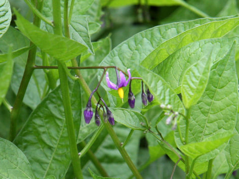 Solanum megacarpum