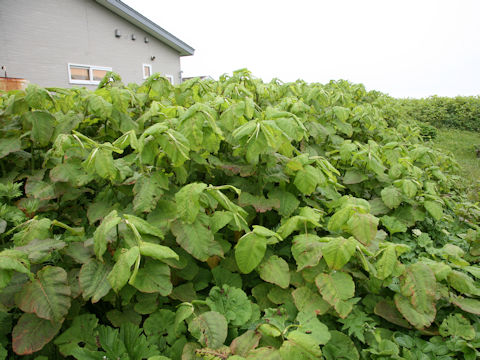 Reynoutria sachalinensis