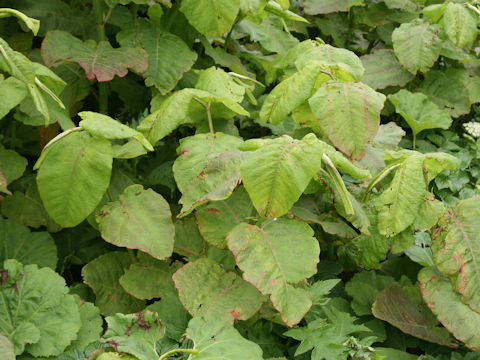 Reynoutria sachalinensis