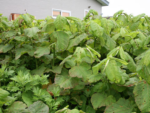 Reynoutria sachalinensis