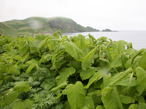 Reynoutria sachalinensis