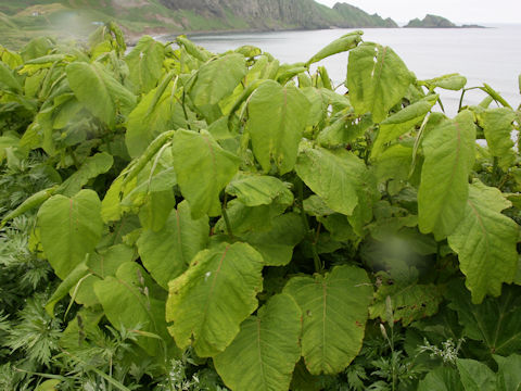 Reynoutria sachalinensis