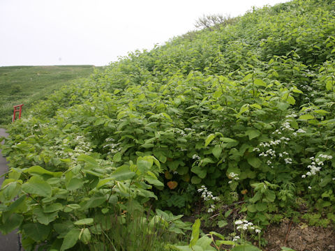 Reynoutria sachalinensis