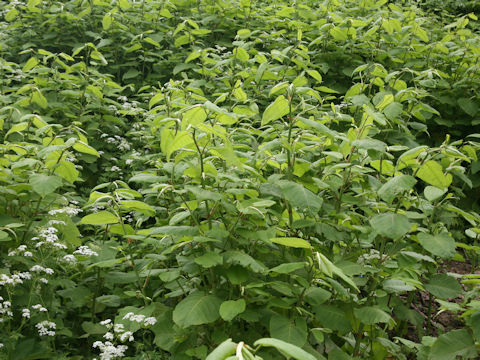 Reynoutria sachalinensis