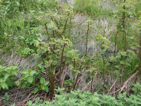 Reynoutria sachalinensis