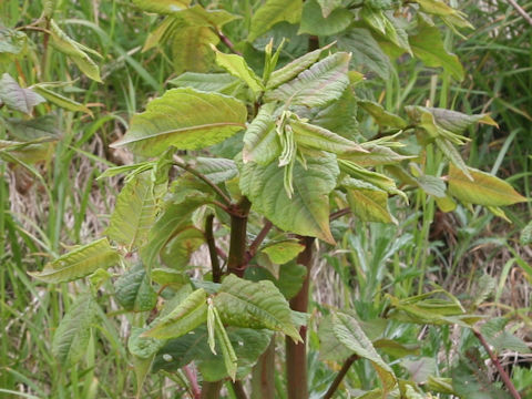 Reynoutria sachalinensis