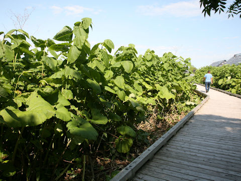 Reynoutria sachalinensis