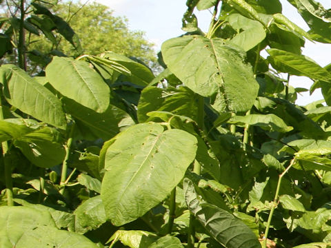 Reynoutria sachalinensis