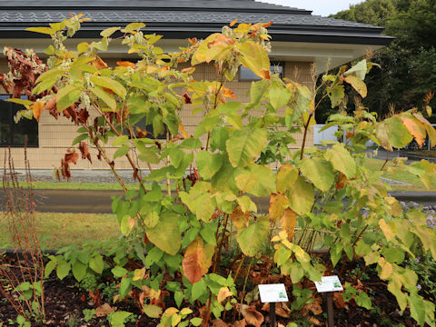 Reynoutria sachalinensis