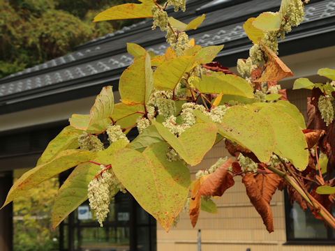 Reynoutria sachalinensis