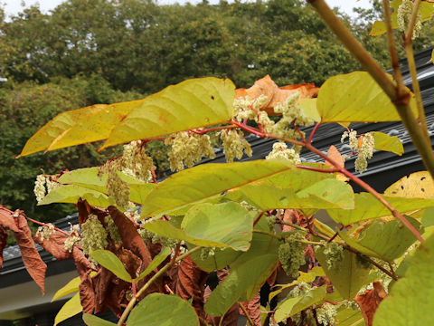 Reynoutria sachalinensis