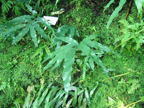 Colysis pothifolia