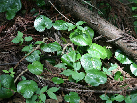 Schizocodon soldanelloides var. magnus