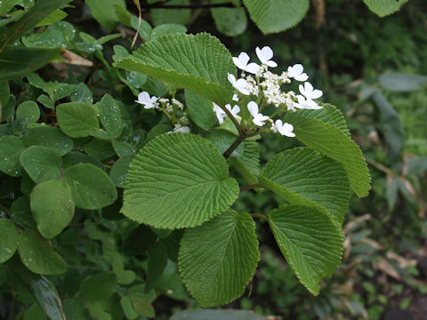 Viburnum furcatum