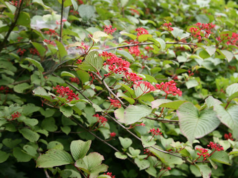 Viburnum furcatum