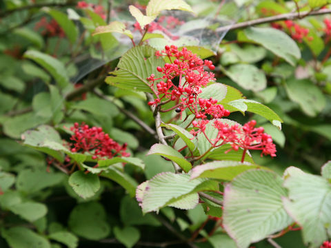 Viburnum furcatum