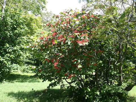 Viburnum furcatum