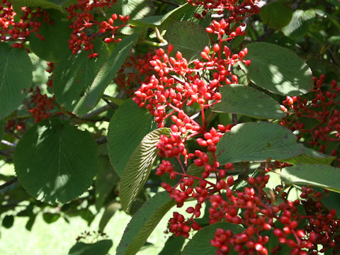 Viburnum furcatum