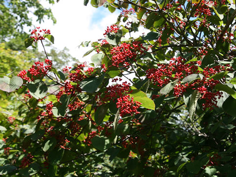 Viburnum furcatum