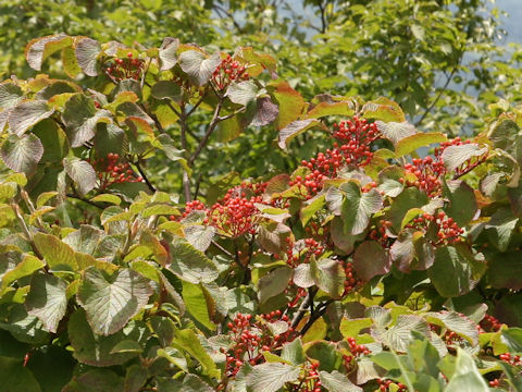 Viburnum furcatum