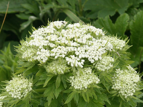 Pleurospermum camtschaticum