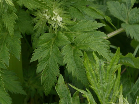 Pleurospermum camtschaticum