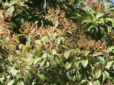 Photinia serrulata