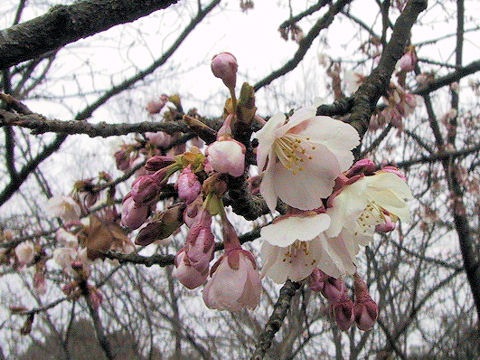Prunus x kanzakura cv. Oh-kanzakura