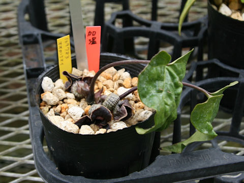 Asarum hypogynum