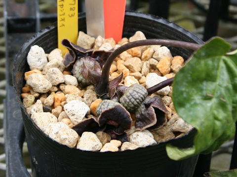 Asarum hypogynum