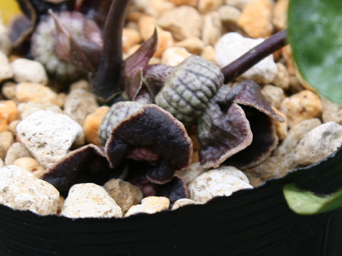 Asarum hypogynum