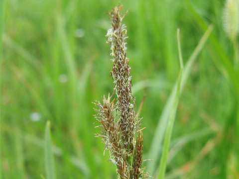 Carex rhychophisa