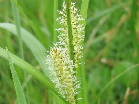 Carex rhychophisa