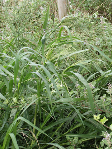 Panicum dichotomiflorum