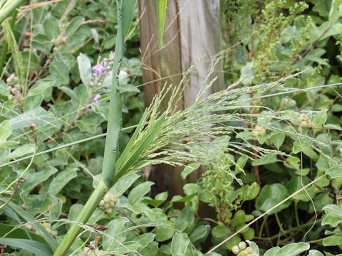 Panicum dichotomiflorum