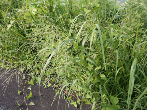 Panicum dichotomiflorum