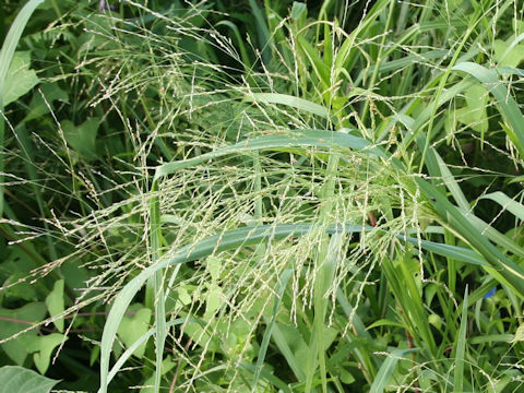 Panicum dichotomiflorum