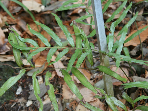 Plagiogyria euphlebia