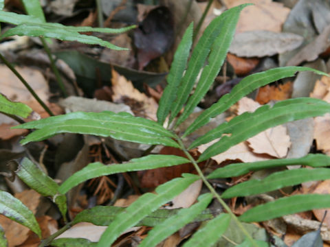 Plagiogyria euphlebia