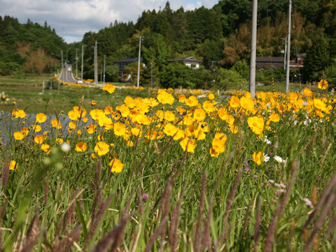 Coreopsis lanceolata