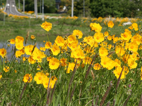 Coreopsis lanceolata