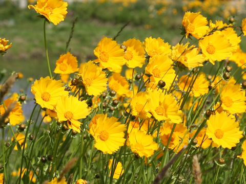 Coreopsis lanceolata