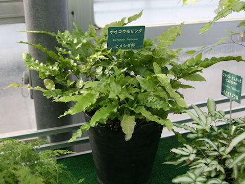 Thelypteris liukiuensis